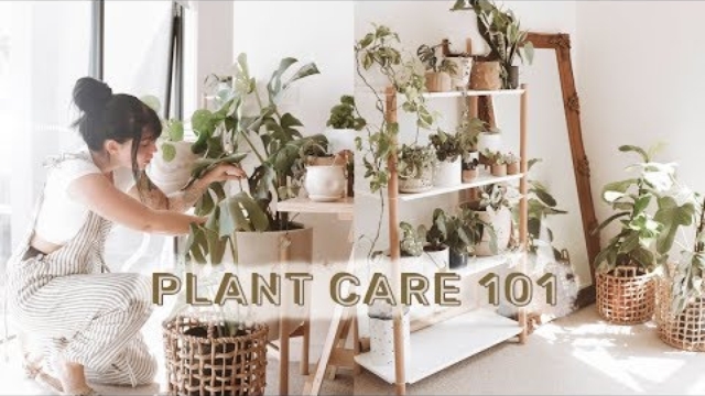 care for your plants